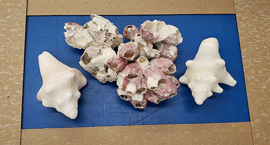 Coral and conch shells benched and organized to be cast into a Lucite™ embedment.
